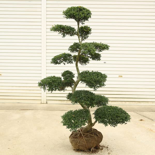 Amazon.co.jp: 特選庭木・植木：キンメツゲ（柘植）玉散らし*全高